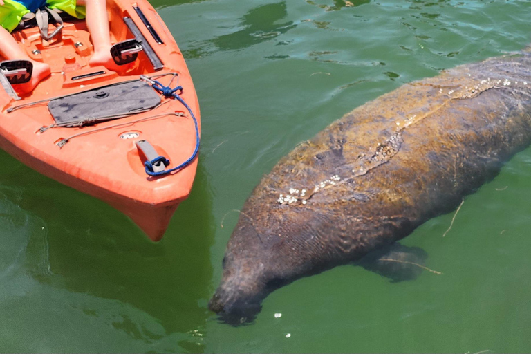 Shell Key: Hobie Pedal Kayak Tour with Capt Yak