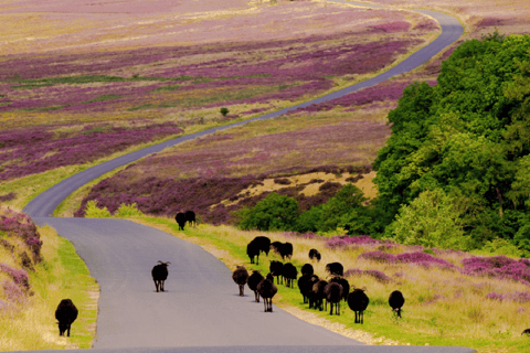 Von London aus: Die North York Moors mit dem Dampfzug nach WhitbyStandard Klasse