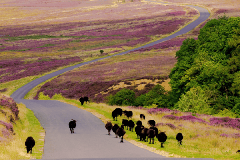 From London: The North York Moors with Steam Train to Whitby First Class