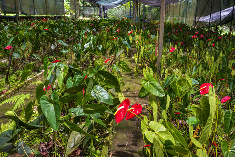 Botanical experience in Argovia: Flowers, Trail, and Tasting Botanical Experience in Argovia: Flowers, Trail, and Tasting