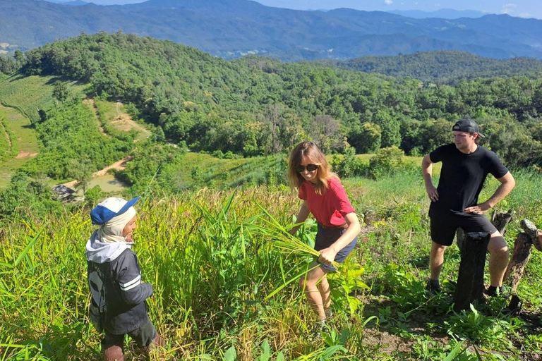 Chiang Mai: 2-Day Jungle Trek with Elephant Farm & Raft Ride Hotel Pickup and Drop-off (within Pickup Area)