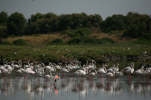 Valencia: Albufera Bootsfahrt, Paella &amp; Sunset Tour inklusive