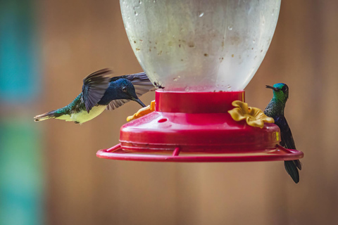 São Paulo: Monte Alegre do Sul Birdwatching Day Trip