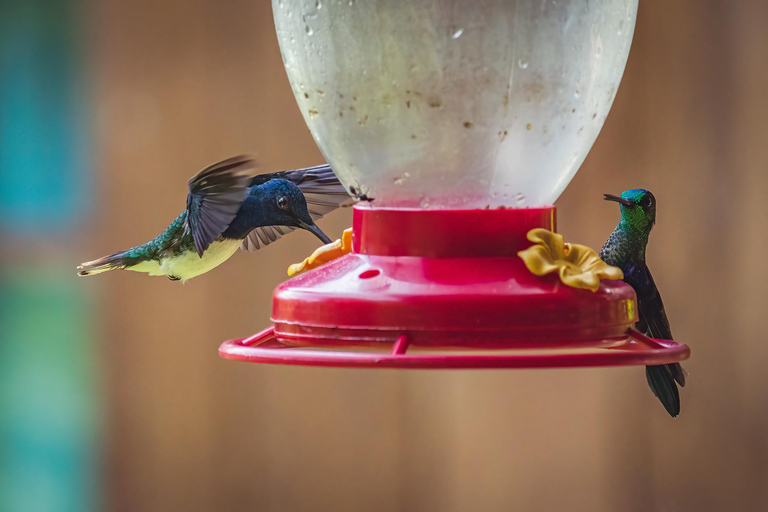 São Paulo: Monte Alegre do Sul Birdwatching Day Trip