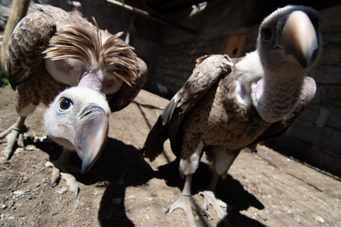 Nairobi: Hell’s Gate, Crescent Island, & Raptor Center Tour