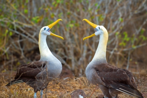 Galapagos: naturalna przygoda w Santa Cruz i San Cristobal
