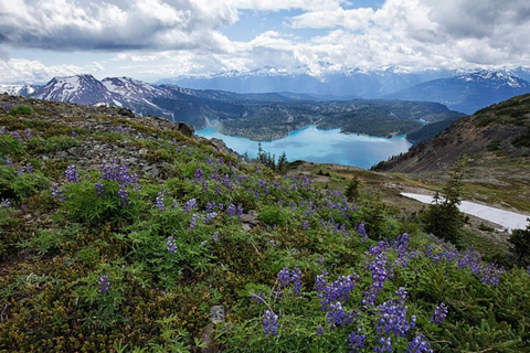 Vancouver: Panorama Ridge Private Guided Hiking Tour