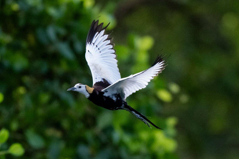 From Galle/Mirissa: Kalametiya Bird Sanctuary Boat Safari Hambantota: Kalametiya Bird Sanctuary Boat Safari-Private