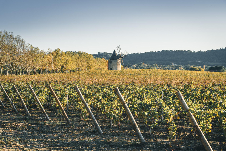 Luberon: Vineyard Tour and Wine Tasting