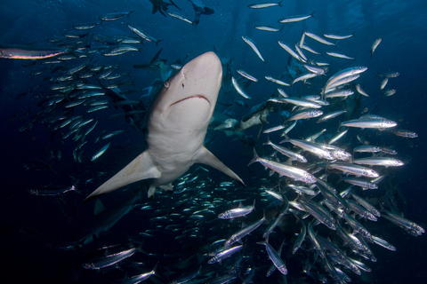 Ciudad del Cabo: Buceo en jaula de tiburones con comida y bebida