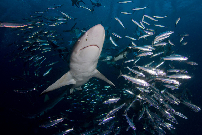 Le Cap : plongée dans les cages à requins avec repas et boissons