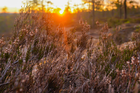 روفانيمي: متعة شمس منتصف الليل