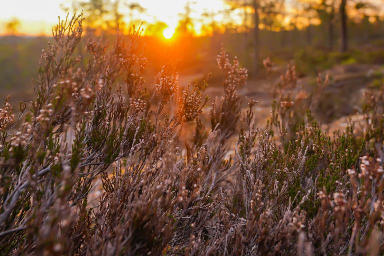روفانيمي: متعة شمس منتصف الليل