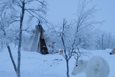 Njut av Aurora Show på toppen av berget inc tipi middag