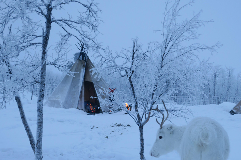 Njut av Aurora Show på toppen av berget inc tipi middag