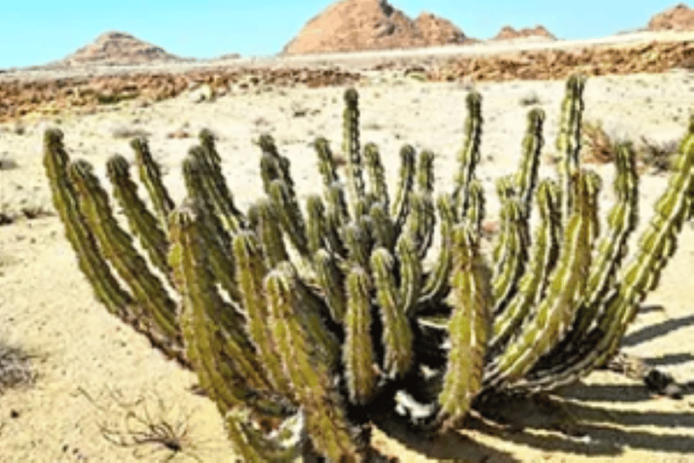 Namibia: Spitzkoppe Full Day Tour