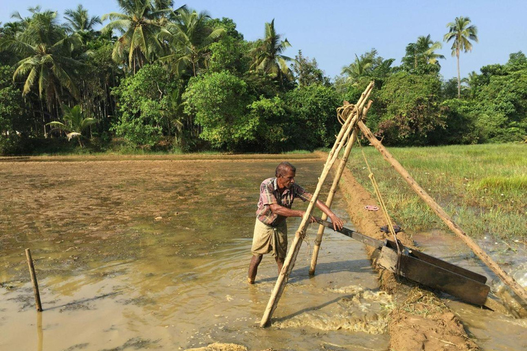 Kochi: Full-Day tour with Temple, Farming & Village Life