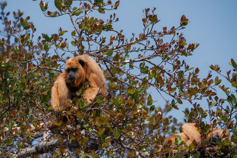 São Paulo: 3-Day Eco Safari Experience in the Pantanal