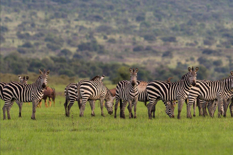 Akagera National Park: Game Drive with Optional Transfers