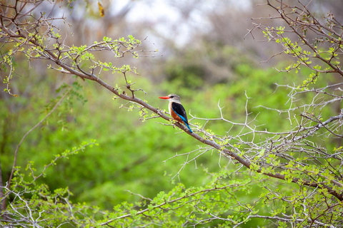 2 days 1 night Nyerere national park Flight from Zanzibar