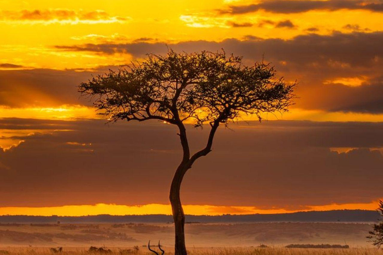 Nairobi National Park Evening Game Drive & sundowner Nairobi National Park Evening Game Drive & sundowner - VAN