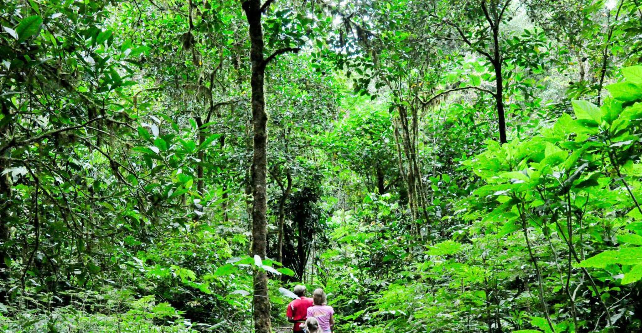 Munduk, la selva tropical Tamblingan Lake Trekking & Panoeing - Housity