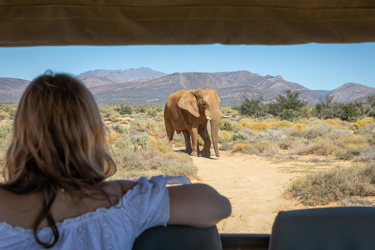 Cape Town: One-Day Safari with Game Drive & Lunch