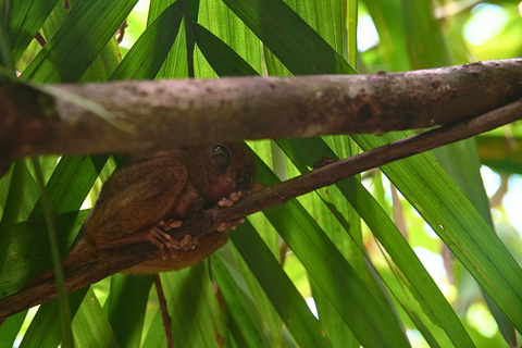 Tour privato di Bohol: Chocolate Hills, tarsi e fiume LobocTour privato a Bohol: Chocolate Hills, tarsi e fiume Loboc