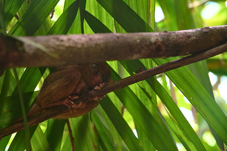 Tour privato di Bohol: Chocolate Hills, tarsi e fiume LobocTour privato a Bohol: Chocolate Hills, tarsi e fiume Loboc