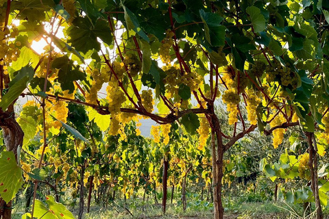 Vlore: Berat Day Trip with Wine Tasting Experience Vlore: Private Berat Day Trip with Wine Tasting Experience