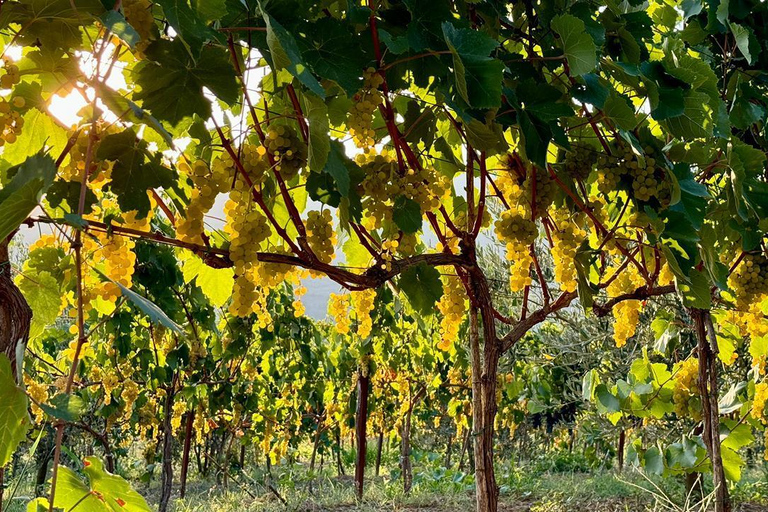 Vlore: Berat Day Trip with Wine Tasting Experience Vlore: Private Berat Day Trip with Wine Tasting Experience