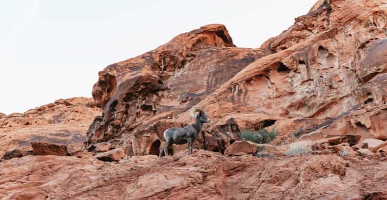 Las Vegas: Valley of Fire Guided Hike with Drinks and Snacks photo 7