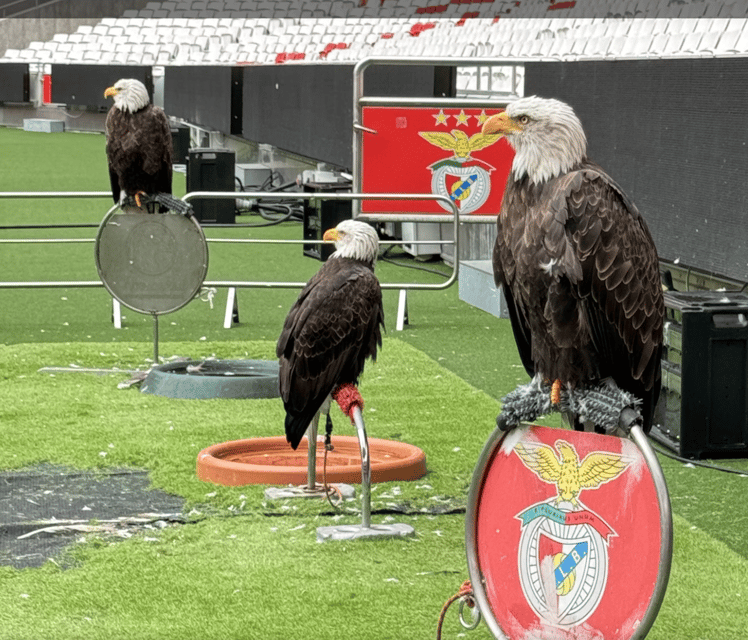 Benfica Stadion En Museum Tour Getyourguide