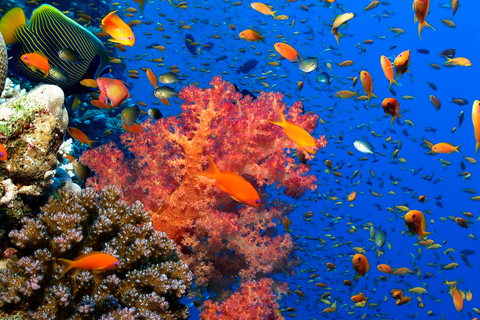 Aqaba: Snorkeling Adventure with Private Car & Guide -2 spot