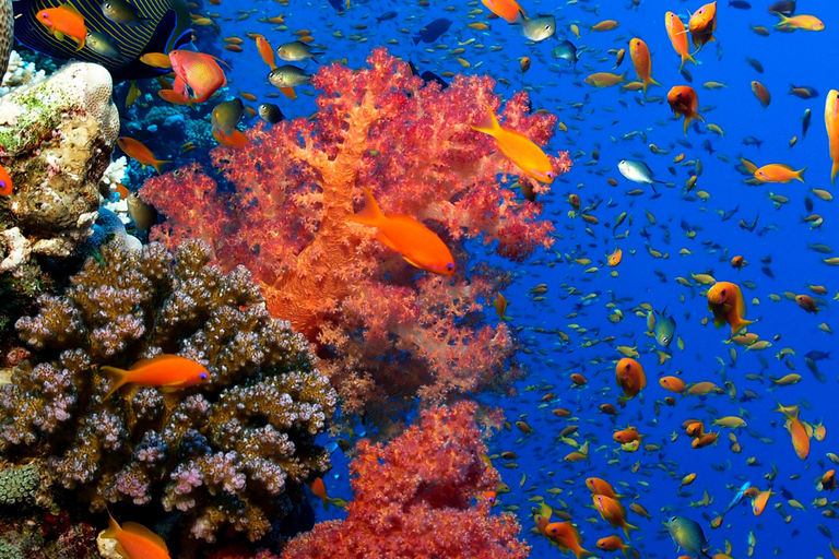 Aqaba : Aventure de plongée avec masque et tuba avec voiture privée et guide -2 spot