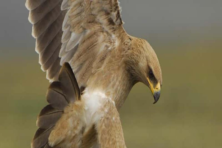 2 Days / 1 Night Awash National Park Wildlife Safari