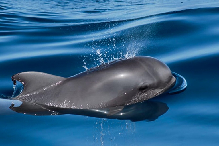 Fahrt mit Luxus-Yacht: Beobachtung von Walen und Delfinen3-stündige Privat-Rundfahrt