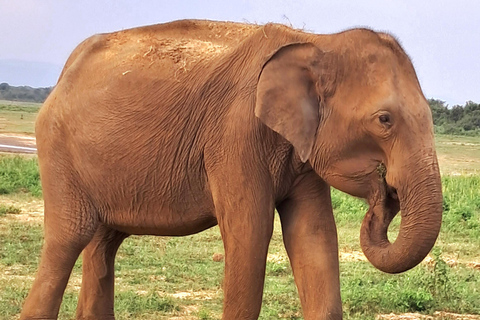 Safari w Parku Narodowym Minneriya z jeepem i biletem wstępu