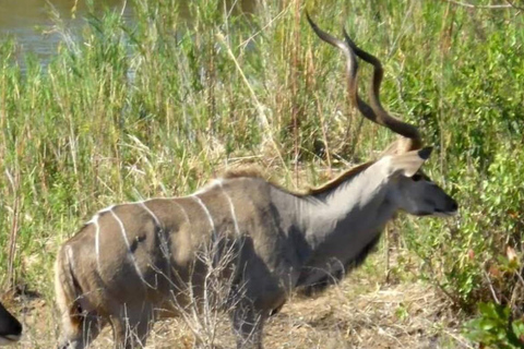 From Durban: Phinda Private Game Reserve Safari with Guide