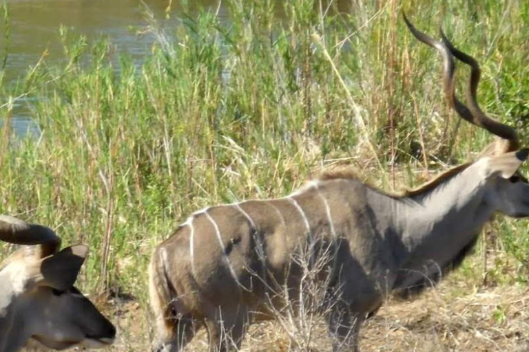 From Durban: Phinda Private Game Reserve Safari with Guide