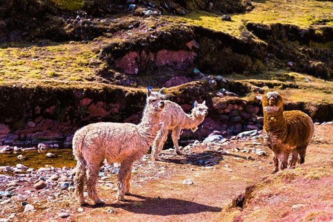 Cusco: Palccoyo Rainbow Mountain, Llama Sanctuary & Lunch