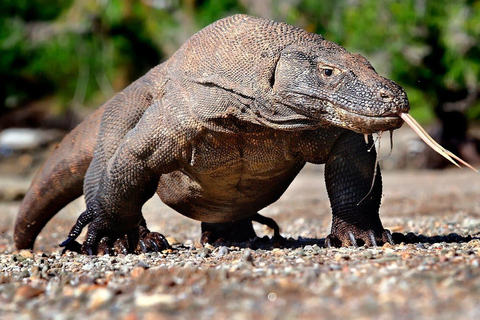 From Labuan Bajo: 3-Day Komodo Islands Boat Tour with Meals