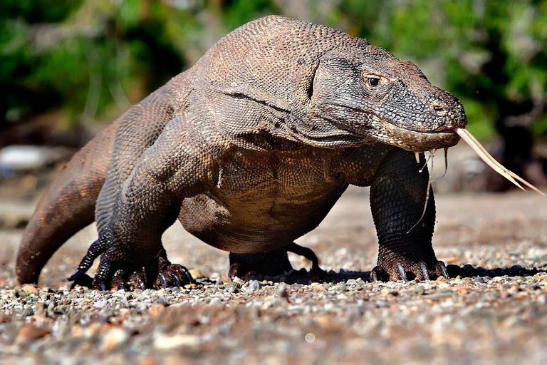 From Labuan Bajo: 3-Day Komodo Islands Boat Tour with Meals