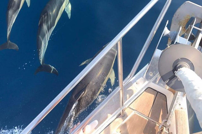 The Great Dolphin and Whale Watching Boat Adventure in Los Angeles