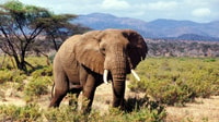 4 Days Safari to Ol pejeta conservancy and Samburu Reserve - Housity