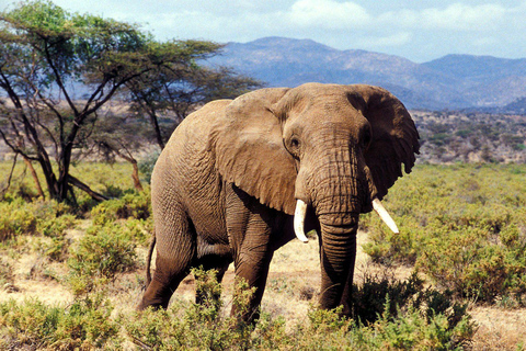 2 Días a Tsavo Este desde Mombasa