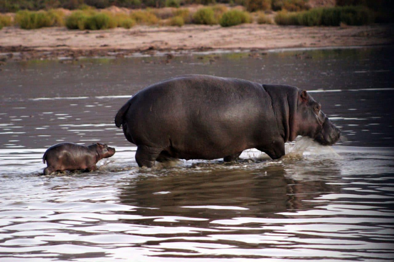 Kaapstad: privé safari in het Aquila reservaat met lunch in een wijnmakerij