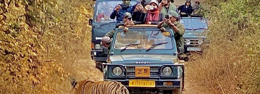 Parc national de Ranthambore : billet de safari avec option de prise en charge