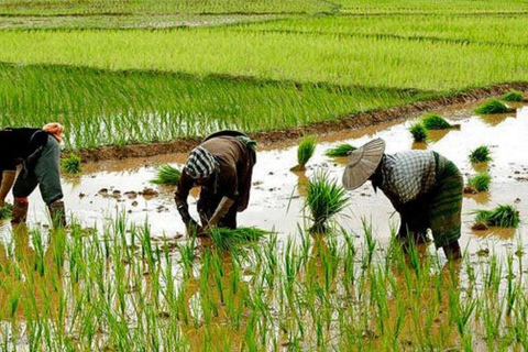 Chiang Mai: Jungle Trek, Elephants care & Bamboo Rafting