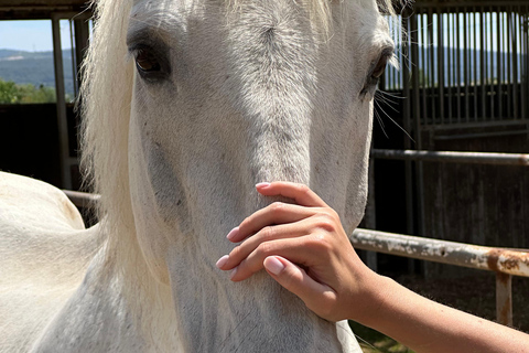 Ibiza: Photoshoot with Majestic Horses